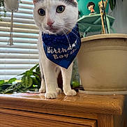 Milo is registered to the contest to win money with this photo: cat, pet, birthday_bandana, bandana, white_cat, gray_markings, green_eyes, whiskers, paws, wooden_dresser, indoor, potted_plant, blinds, tabletop, figurine, close_up, portrait, plant_shelf, celebration, curious_expression
