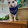 cat, pet, birthday_bandana, bandana, white_cat, gray_markings, green_eyes, whiskers, paws, wooden_dresser, indoor, potted_plant, blinds, tabletop, figurine, close_up, portrait, plant_shelf, celebration, curious_expression