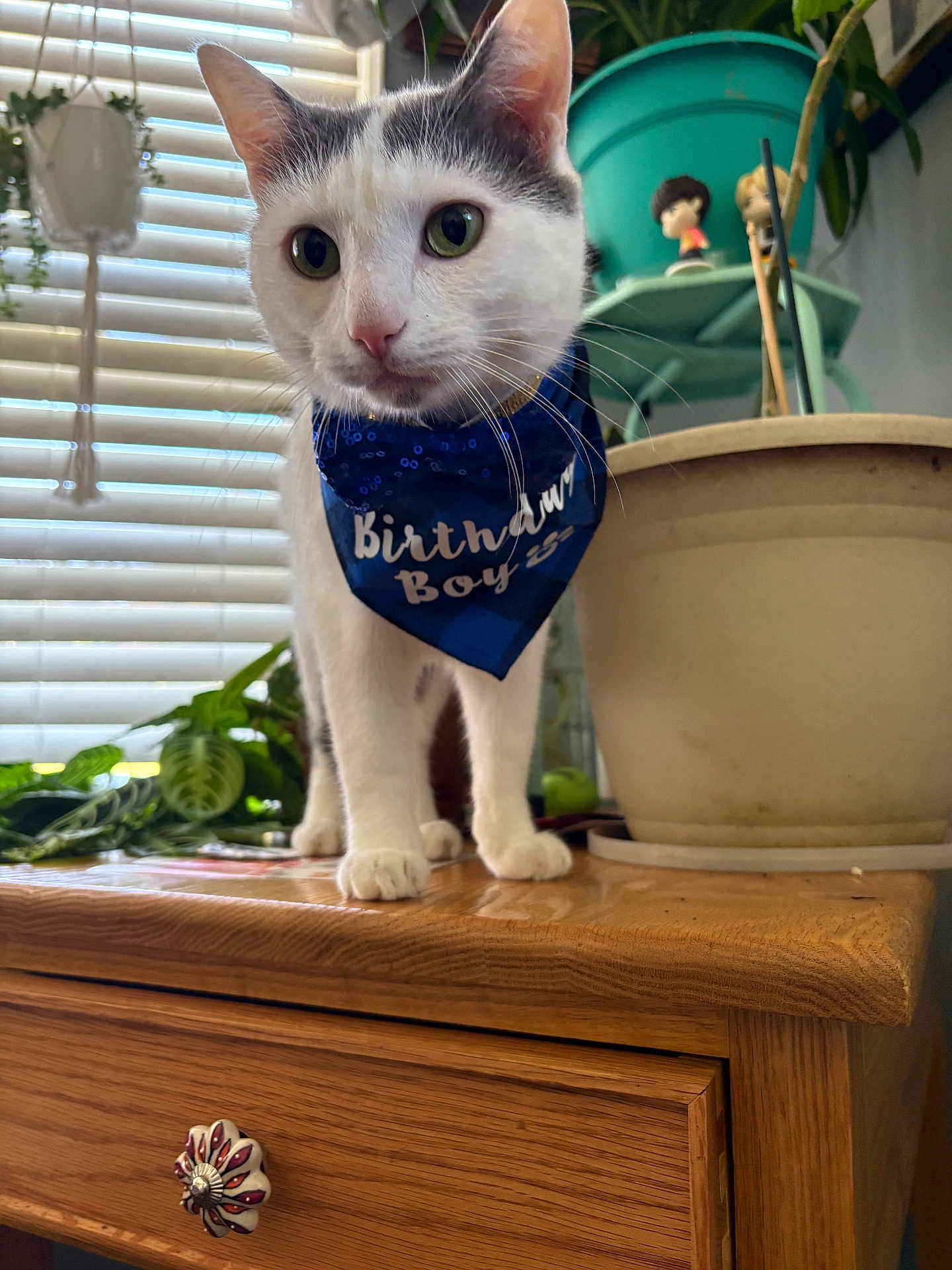 Milo is registered to the contest to win money with this photo: cat, pet, birthday_bandana, bandana, white_cat, gray_markings, green_eyes, whiskers, paws, wooden_dresser, indoor, potted_plant, blinds, tabletop, figurine, close_up, portrait, plant_shelf, celebration, curious_expression
