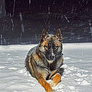 Ukai a rejoint le concours — aidez-le/la à gagner de superbes lots ! animal, animal_portrait, canine, cold, dark_background, dog, ears, fur, heterochromia, laying_down, muzzle, nature, night, outdoor, paw, quiet, serene, snow, snowfall, winter