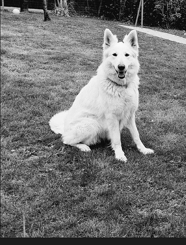 Naska a rejoint le concours — aidez-le/la à gagner de superbes lots ! black_and_white, canidae, carnivore, companion_dog, dog, dog_breed, eye, fang, grass, happy, monochrome, monochrome_photography, plant, snout, sporting_group, style, tail, terrestrial_animal, tree, working_animal