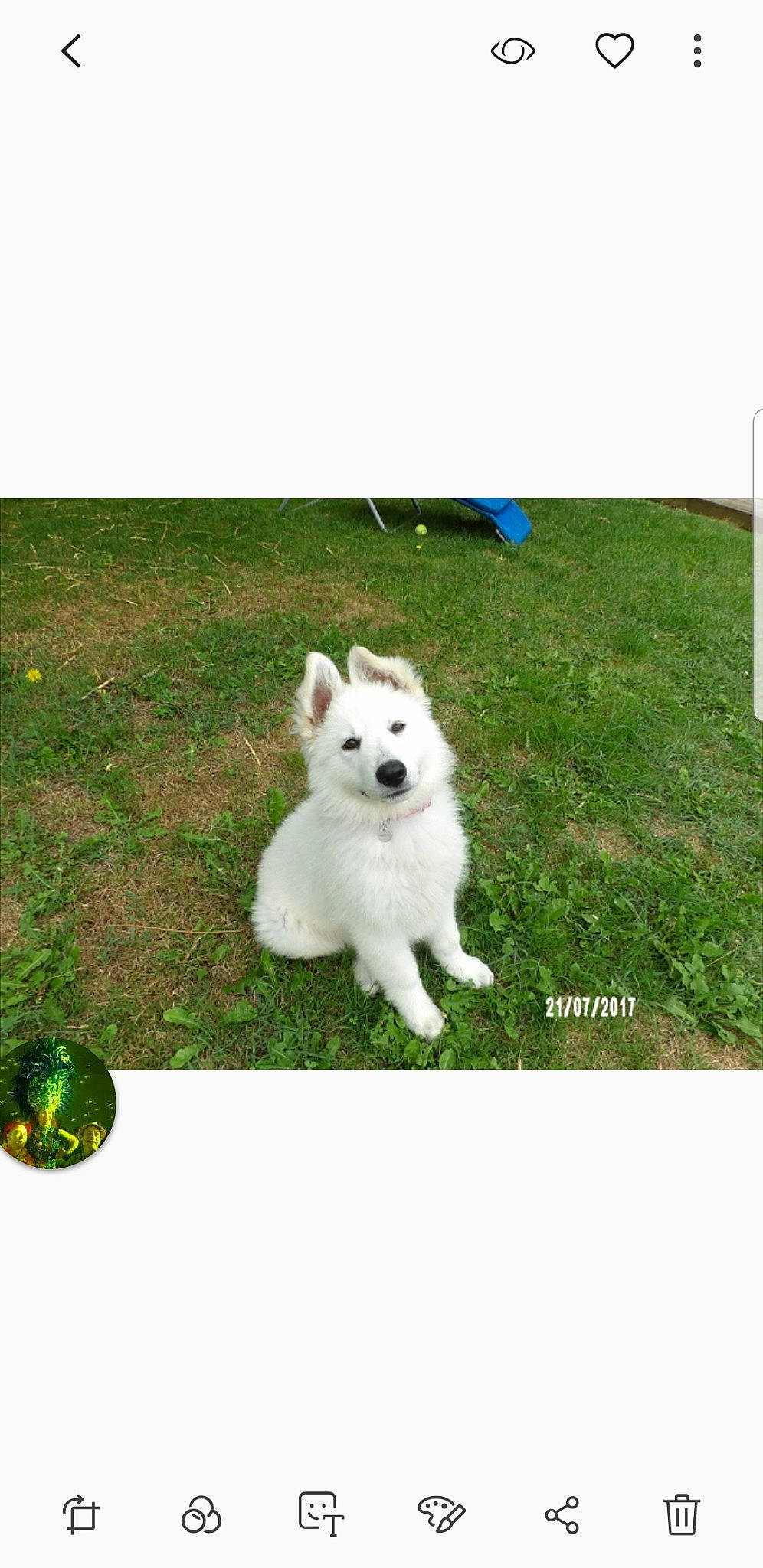 Naska participe au concours pour gagner de l'argent avec cette photo : american_eskimo_dog, ancient_dog_breeds, ball, canidae, carnivore, circle, collar, companion_dog, dog, dog_breed, dog_supply, grass, non_sporting_group, photo_caption, rectangle, sporting_group, tail, volpino_italiano, working_animal, working_dog