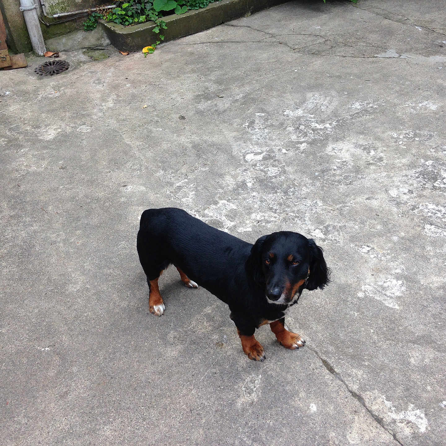 Jicky a rejoint le concours — aidez-le/la à gagner de superbes lots ! accessories, alloywheel, animal, appenzeller, canine, car, carwheel, cockerspaniel, dog, flagstone, hound, leash, path, pet, plant, puppy, sidewalk, slate, strap, walkway