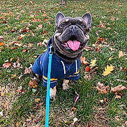 Uso is registered to the contest to win money with this photo: autumn_leaves, blue_hoodie, canine, cute, dog, fall, french_bulldog, grass, happy, hoodie, leash, outdoor, pet, playful, small_dog, smiling, tongue_out, tree, walk, yard