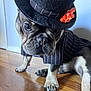 Uso is registered to the contest to win money with this photo: animal, black_nose, close_up, costume, cute, dog, ears, eyes, french_bulldog, fur, hat, indoor, orange_flower, paw, pet, pinstripe_suit, portrait, top_hat, whiskers, wooden_floor