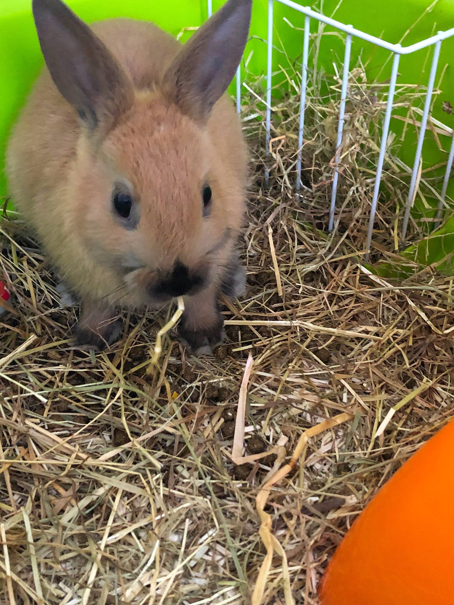 Mr Papaille a rejoint le concours — aidez-le/la à gagner de superbes lots ! adaptation, domestic_rabbit, fawn, fodder, grass, hamster, hare, hay, lower_keys_marsh_rabbit, mammal, organism, plant, rabbit, rabbits_and_hares, snout, vertebrate, whiskers, wildlife, wood_rabbit