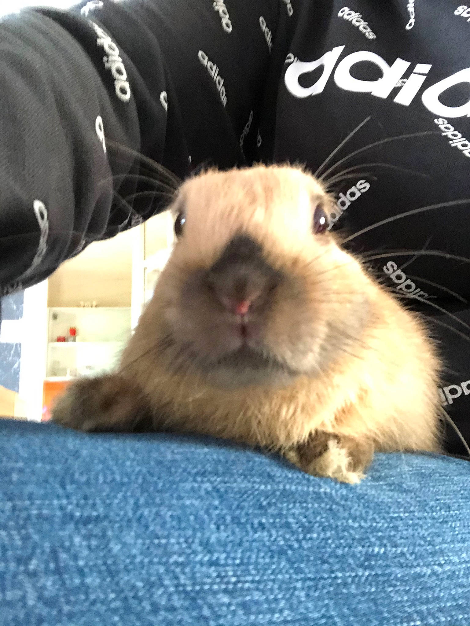 Mr Papaille a rejoint le concours — aidez-le/la à gagner de superbes lots ! domestic_rabbit, ear, fawn, fur, guinea_pig, hare, photography, rabbit, rabbits_and_hares, rodent, snout, whiskers