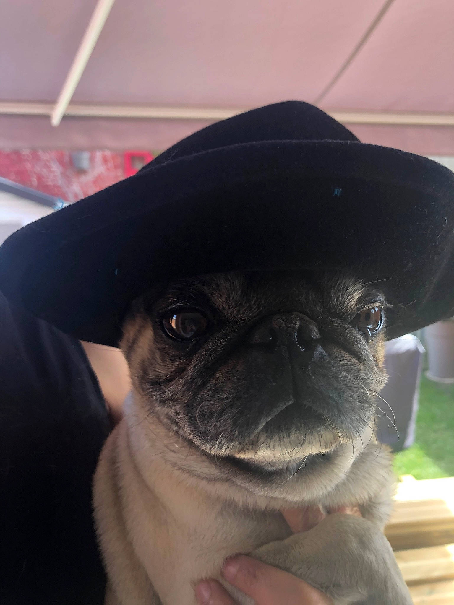 Carlos participe au concours pour gagner de l'argent avec cette photo : canidae, carnivore, companion_dog, dog, dog_breed, ear, fawn, nose, pug, puppy, skin, snout, sporting_group, toy_dog, wrinkle