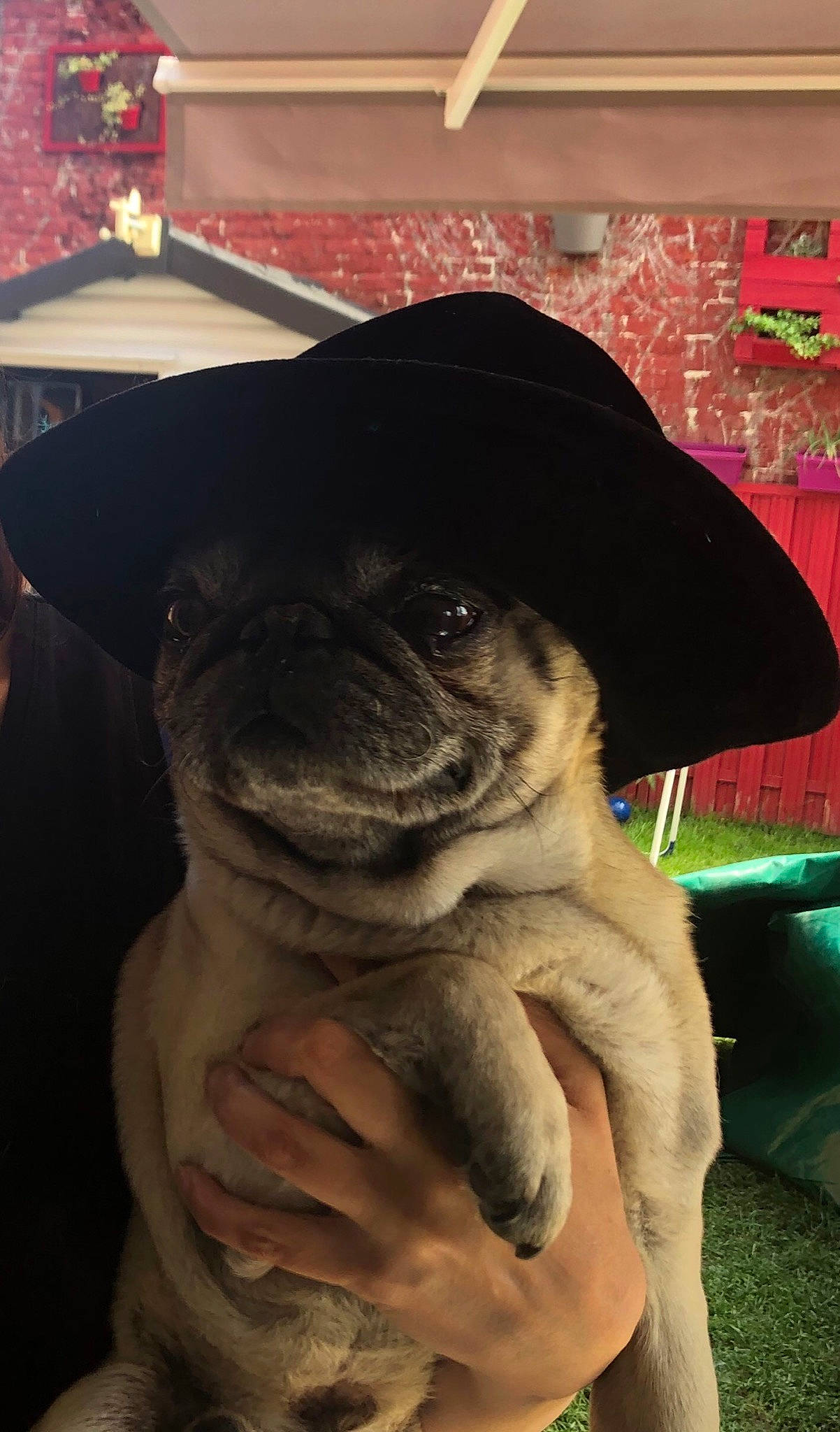 Carlos a rejoint le concours — aidez-le/la à gagner de superbes lots ! canidae, carnivore, companion_dog, dog, dog_breed, fawn, hat, headgear, pug, puggle, puppy, skin, snout, toy_dog, wrinkle