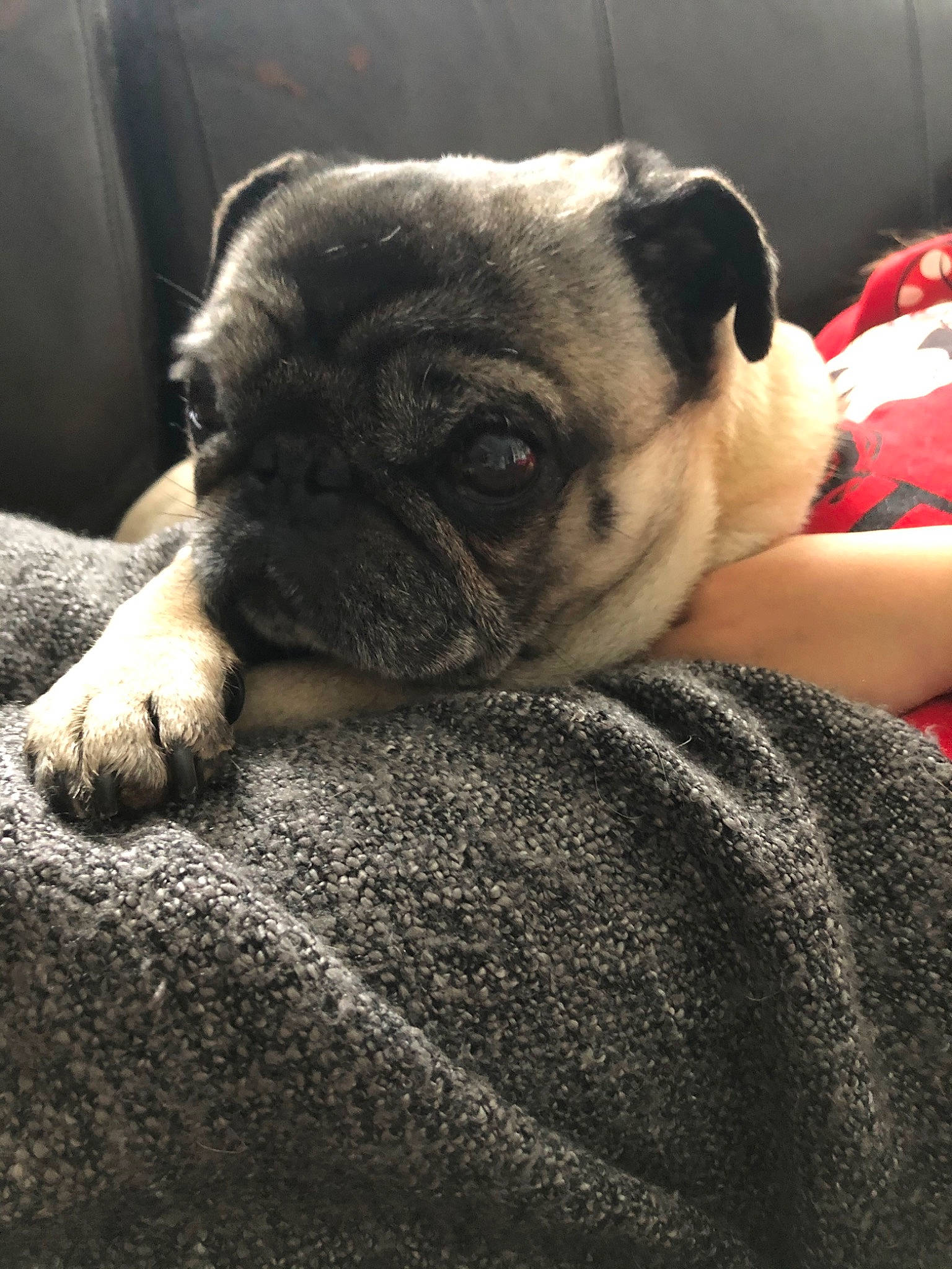 Carlos a rejoint le concours — aidez-le/la à gagner de superbes lots ! canidae, carnivore, companion_dog, dog, dog_breed, fawn, mammal, non_sporting_group, pug, puppy, puppy_love, skin, snout, toy_bulldog, toy_dog, vertebrate, wrinkle