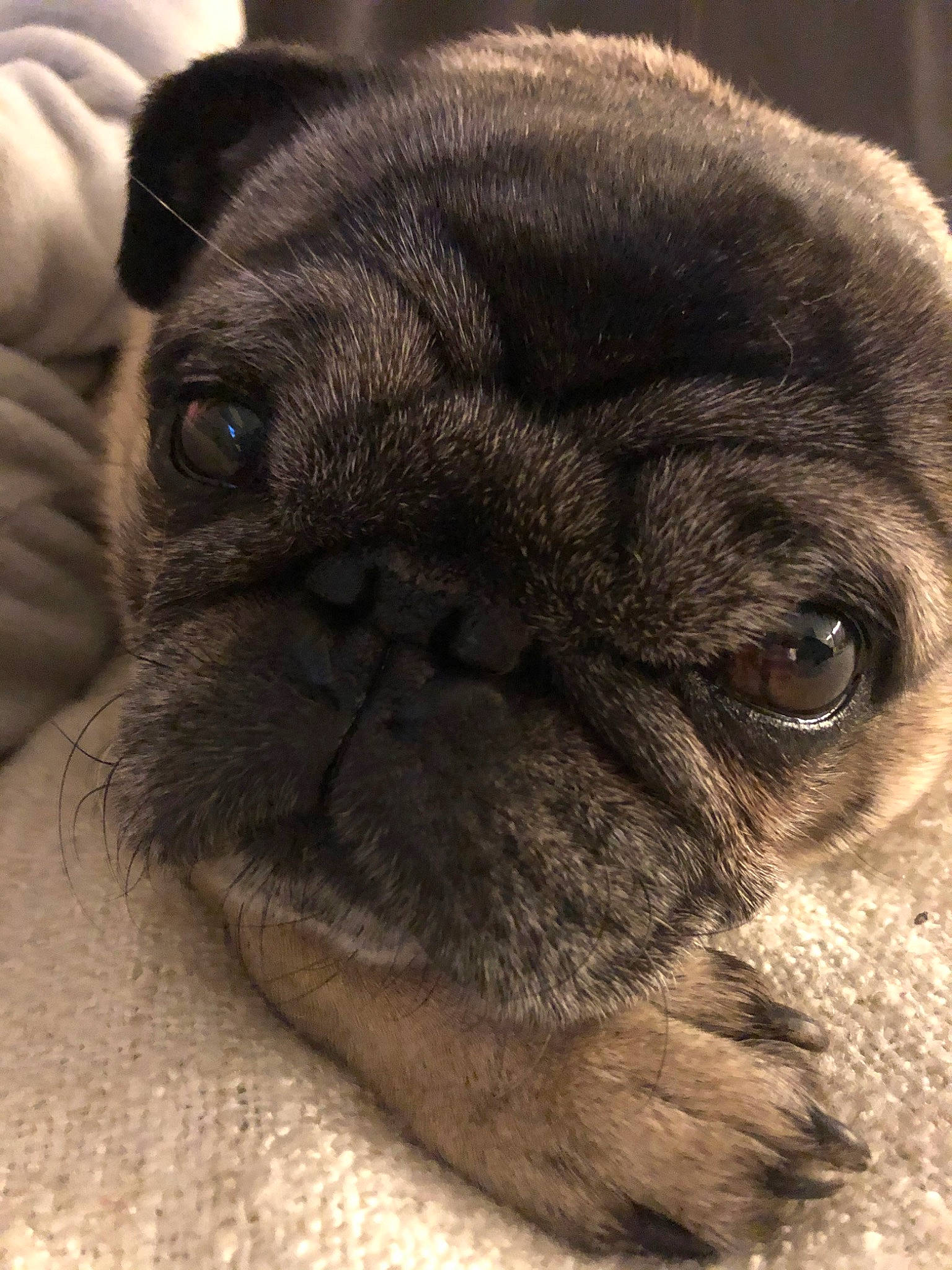 Carlos a rejoint le concours — aidez-le/la à gagner de superbes lots ! ancient_dog_breeds, canidae, carnivore, close_up, companion_dog, dog, dog_breed, eye, fawn, mammal, nose, pug, puppy, skin, snout, sporting_group, toy_dog, vertebrate, whiskers, wrinkle