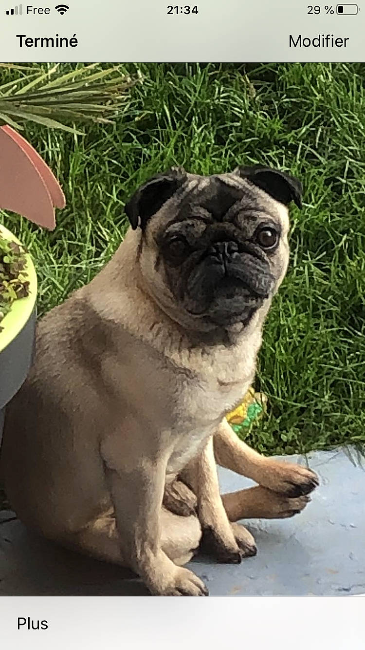 Carlos participe au concours pour gagner de l'argent avec cette photo : ancient_dog_breeds, canidae, carnivore, companion_dog, dog, dog_breed, fawn, grass, mammal, plant, pug, puppy, snout, sporting_group, toy_dog, vertebrate, wrinkle