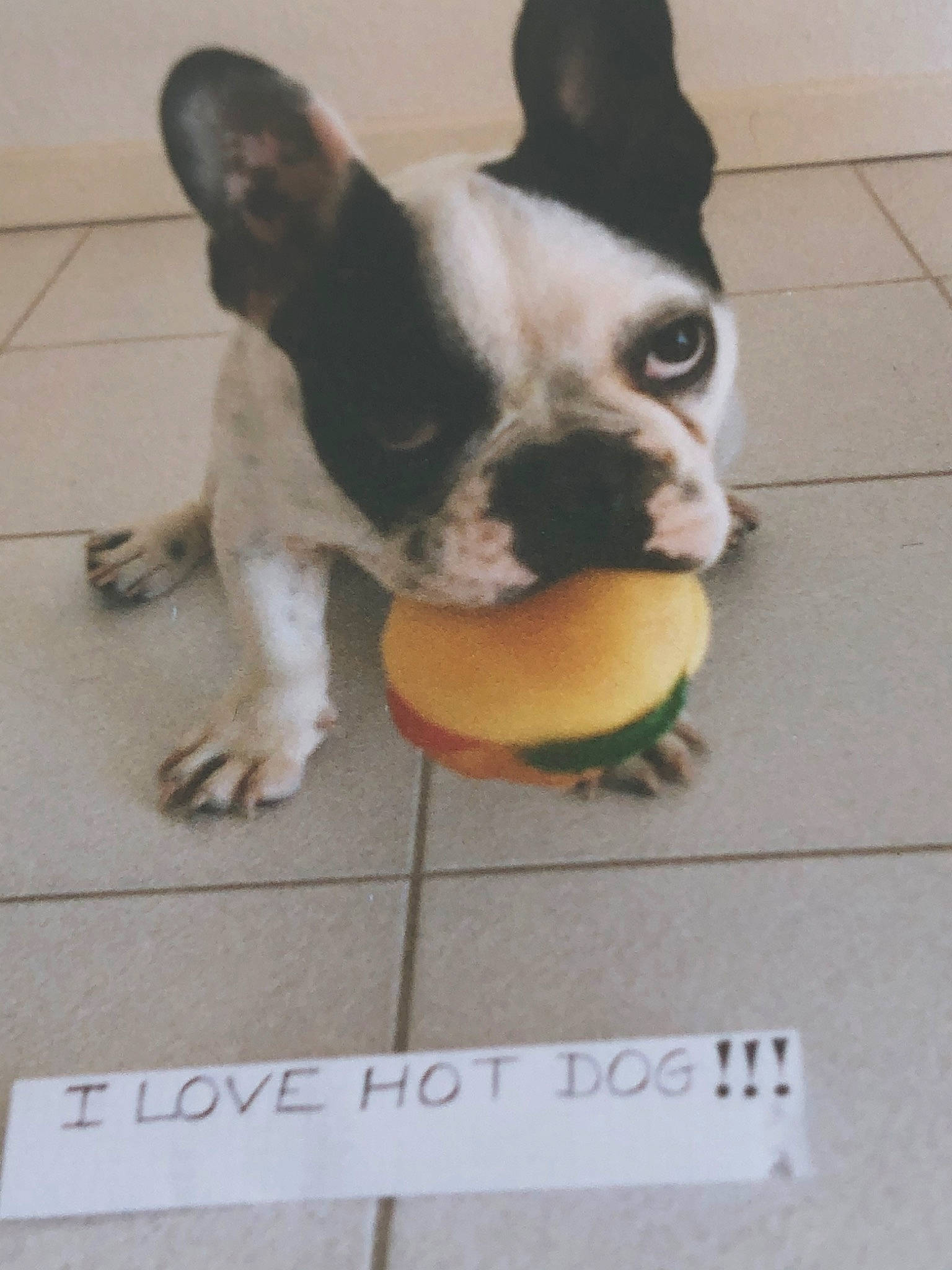 Théo a rejoint le concours — aidez-le/la à gagner de superbes lots ! boston_terrier, bulldog, canidae, carnivore, companion_dog, dog, dog_breed, fawn, french_bulldog, mammal, non_sporting_group, photo_caption, puppy, snout, toy_bulldog, vertebrate
