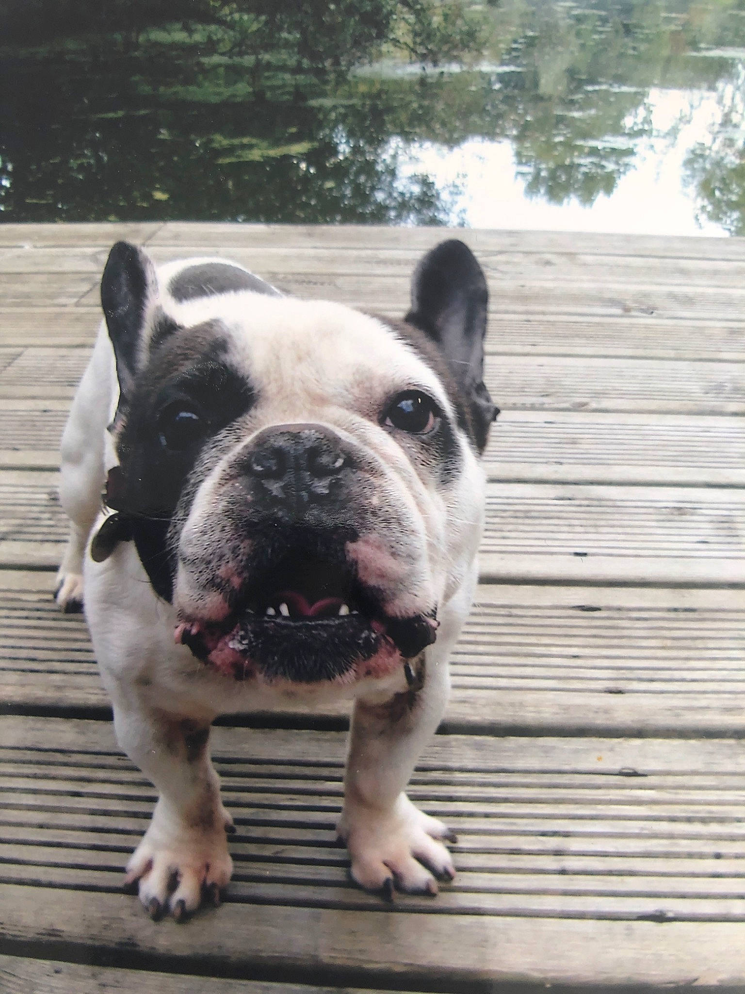 Théo participe au concours pour gagner de l'argent avec cette photo : american_bulldog, australian_bulldog, bulldog, canidae, carnivore, companion_dog, dog, dog_breed, fawn, french_bulldog, mammal, non_sporting_group, nose, old_english_bulldog, olde_english_bulldogge, rare_breed_dog, snout, toy_bulldog, valley_bulldog, vertebrate