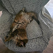 Bibou participe au concours pour gagner de l'argent avec cette photo : cat, feline, fluffy, sleeping, relaxed, armchair, furniture, cozy, indoor, pet, fur, resting, home, comfortable, laying_down, animal, cute, domestic_animal, texture, nap