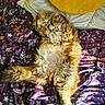 Bibou participe au concours pour gagner de l'argent avec cette photo : cat, fluffy, sleeping, bed, blanket, purple, floral_pattern, sunlight, yellow_pillow, emoji_pillow, cozy, indoor, relaxed, pet, feline, fur, tail, cute, resting, domestic_animal