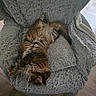 Bibou participe au concours pour gagner de l'argent avec cette photo : cat, fluffy, relaxed, sleeping, armchair, blanket, cozy, furniture, indoor, pet, fur, brown, soft, comfort, resting, cute, animal, home, nap, chair