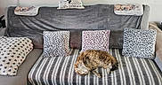 Bibou a rejoint le concours — aidez-le/la à gagner de superbes lots ! cat, couch, blanket, pillow, striped, patterned, sleeping, fluffy, cozy, indoor, furniture, home, relaxing, pet, resting, gray, soft, fabric, decor, animal