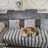 cat, couch, blanket, pillow, striped, patterned, sleeping, fluffy, cozy, indoor, furniture, home, relaxing, pet, resting, gray, soft, fabric, decor, animal