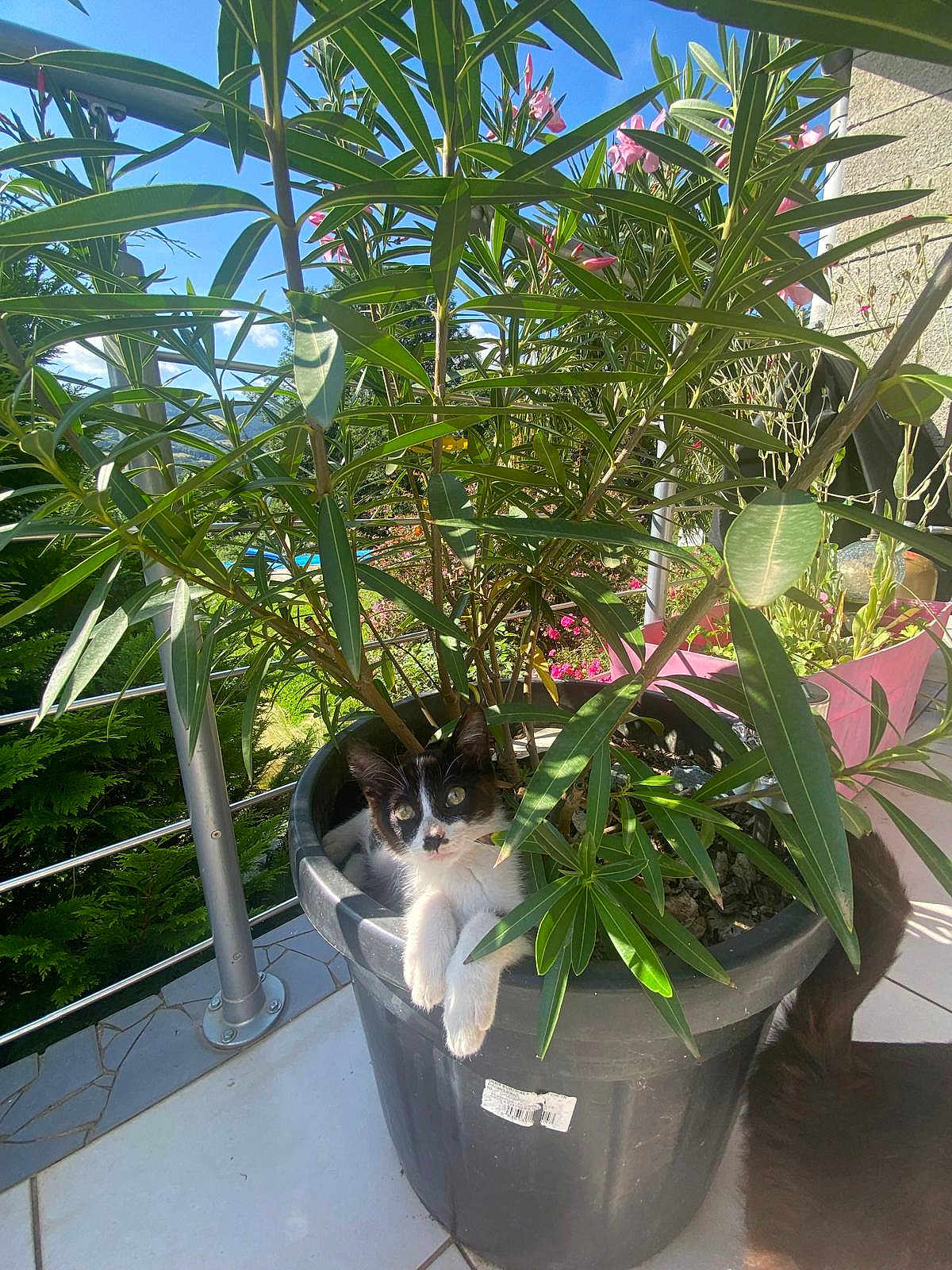 Dodolf participe au concours pour gagner de l'argent avec cette photo : kitten, cat, plant_pot, green_leaves, outdoor, sunlight, pet, animal, fur, curious, garden, balcony, black_and_white, nature, tile_floor, potted_plant, relaxing, small_animal, young_cat, adorable