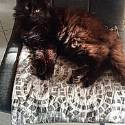 Bison a rejoint le concours — aidez-le/la à gagner de superbes lots ! cat, black_cat, fluffy, chair, cushion, indoor, sunlight, tile_floor, relaxed, pet, animal, fur, whiskers, ears, eyes, home, cozy, resting, feline, domestic