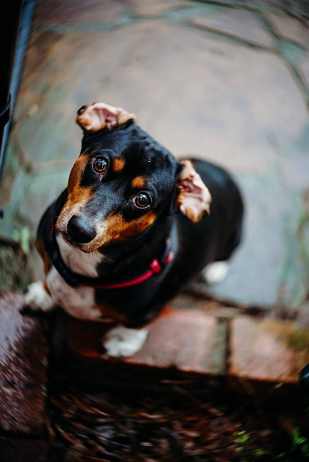 Mischa joined the competition — help win amazing prizes! canidae, carnivore, collar, companion_dog, dog, dog_breed, fawn, guard_dog, hunting_dog, plant, sporting_group, whiskers, working_animal, working_dog