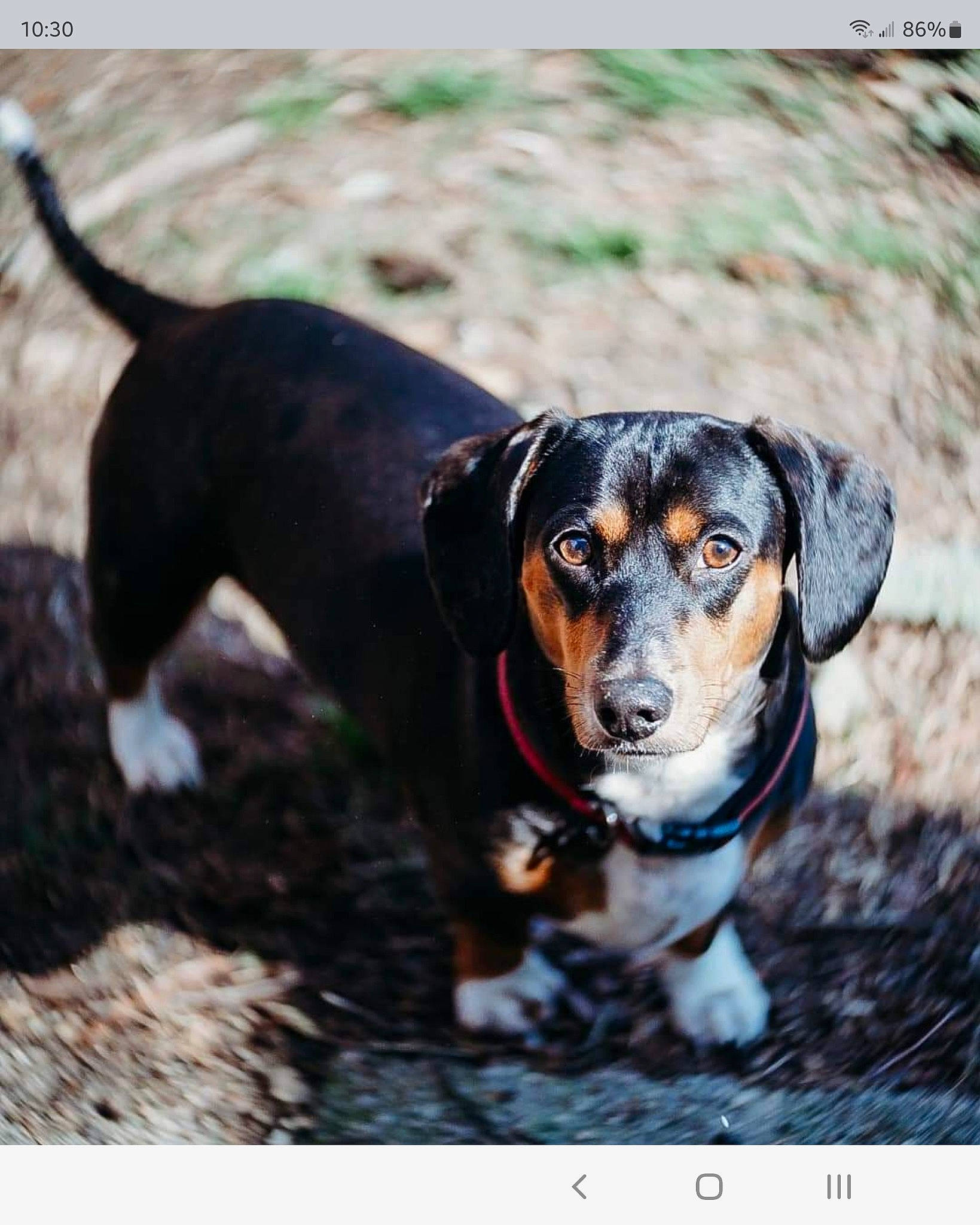 Mischa joined the competition — help win amazing prizes! carnivore, collar, companion_dog, dog, dog_breed, electric_blue, font, plant, sporting_group, terrestrial_animal, working_animal, working_dog