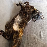 Kiwi a rejoint le concours — aidez-le/la à gagner de superbes lots ! cat, tortoiseshell, pet, animal, fur, relaxed, upside_down, blanket, cozy, indoor, whiskers, green_eyes, playful, soft, resting, cute, feline, lying_down, mammal, domestic