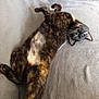 cat, tortoiseshell, pet, animal, fur, relaxed, upside_down, blanket, cozy, indoor, whiskers, green_eyes, playful, soft, resting, cute, feline, lying_down, mammal, domestic