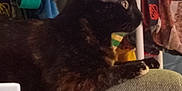 Kiwi a rejoint le concours — aidez-le/la à gagner de superbes lots ! cat, black_cat, furniture, couch, indoor, towels, clothing, pet, animal, resting, side_view, looking_away, domestic, feline, cozy, background, colorful, fabric, household, relaxed