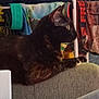 cat, black_cat, furniture, couch, indoor, towels, clothing, pet, animal, resting, side_view, looking_away, domestic, feline, cozy, background, colorful, fabric, household, relaxed