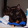 Kiwi participe au concours pour gagner de l'argent avec cette photo : cat, tortoiseshell, shelf, indoor, curious, wide_eyes, pet, animal, feline, domestic, whiskers, paw, household_items, blue_strap, closeup, mischievous, furniture, looking, black, brown