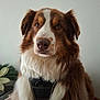 animal, blanket, brown_and_white, calm, canine, closeup, dog, ears, fluffy, fur, furniture, harness, houseplant, indoor, looking_at_camera, nose, pet, portrait, table, whiskers