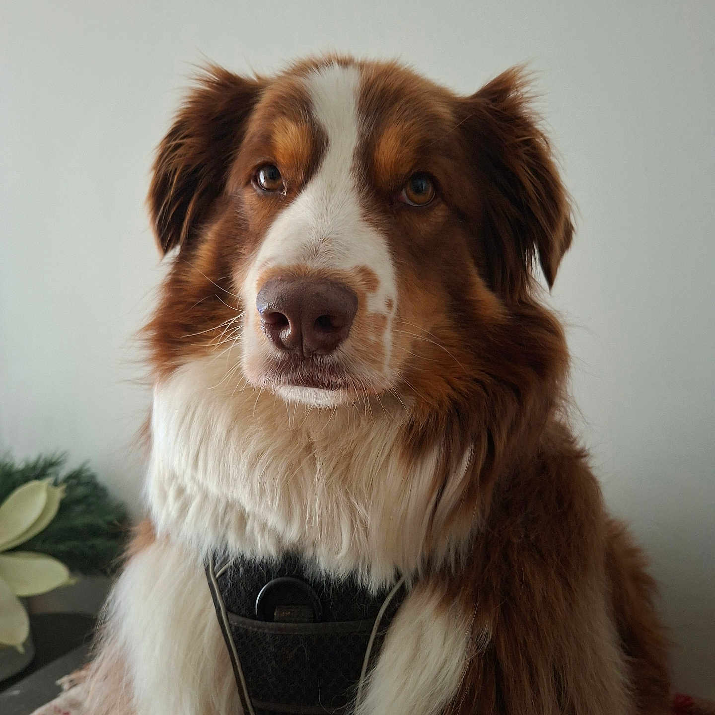 Ruby a rejoint le concours — aidez-le/la à gagner de superbes lots ! animal, blanket, brown_and_white, calm, canine, closeup, dog, ears, fluffy, fur, furniture, harness, houseplant, indoor, looking_at_camera, nose, pet, portrait, table, whiskers