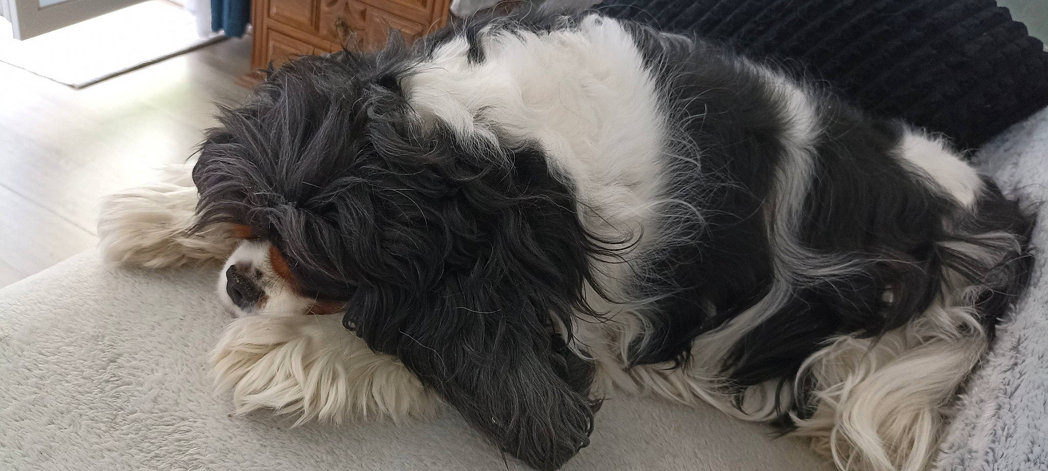 Maya a rejoint le concours — aidez-le/la à gagner de superbes lots ! canidae, carnivore, companion_dog, dog, dog_breed, dog_collar, dog_supply, felidae, fur, liver, small_to_medium_sized_cats, snout, spaniel, sporting_group, tail, terrier, toy_dog, water_dog, whiskers, working_animal