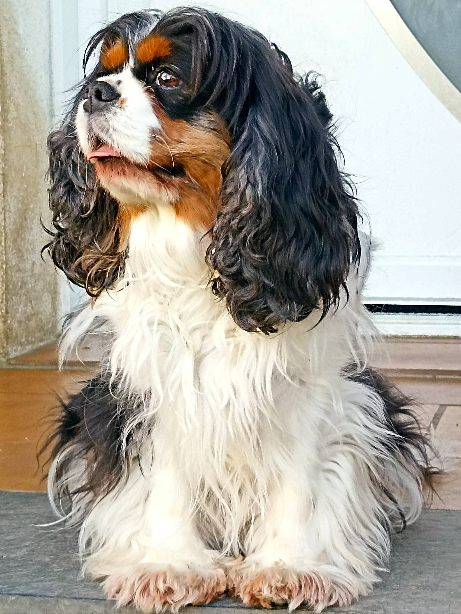 Maya a rejoint le concours — aidez-le/la à gagner de superbes lots ! canidae, carnivore, cavalier_king_charles_spaniel, companion_dog, dog, dog_breed, door, fur, king_charles_spaniel, liver, snout, sporting_group, toy_dog, working_animal, working_dog