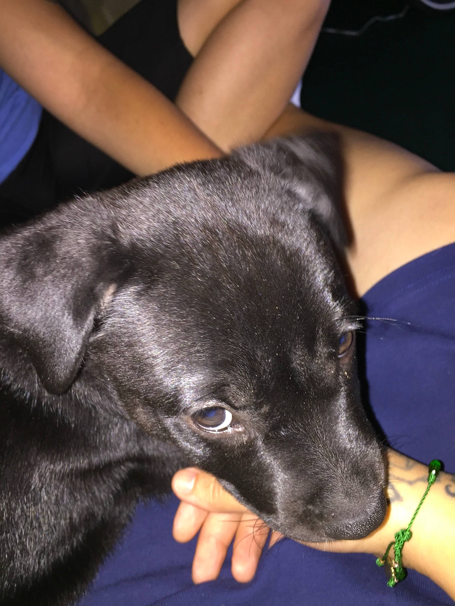 Beretta is registered to the contest to win money with this photo: black, canidae, carnivore, comfort, companion_dog, dog, dog_breed, dog_collar, ear, electric_blue, fawn, foot, fur, gesture, hand, snout, sporting_group, whiskers, working_animal, wrist