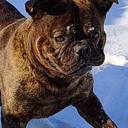 Mogwai participe au concours pour gagner de l'argent avec cette photo : action, animal, black_mask, brown_coat, bulldog, close_up, cold, dog, floppy_ears, nature, outdoor, pet, playful, portrait, running, short_muzzle, snow, snowflakes, winter, wrinkles