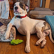 Duke joined the competition — help win amazing prizes! animal, brown_spots, canine, companion, cushion, cute, dog, domestic, floor, furniture, household, indoor, laying_down, paw, pet, red_collar, relaxed, resting, toy, wooden_floor