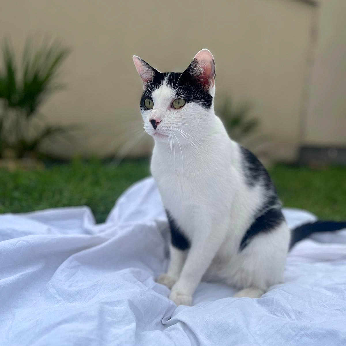 Ange participe au concours pour gagner de l'argent avec cette photo : abyssinian, angora, animal, backyard, blanket, cat, document, grass, kitten, lawn, manx, pet, plant, pottedplant, quilt, receipt, soil, tablecloth, text, white