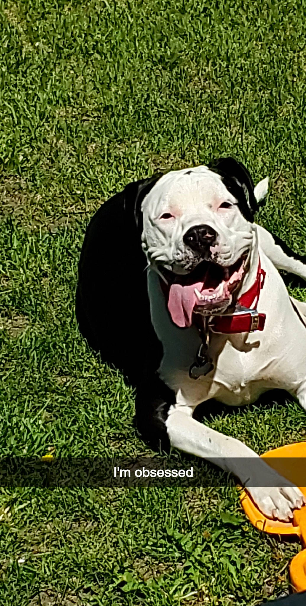 Broly joined the competition — help win amazing prizes! canidae, carnivore, collar, companion_dog, dog, dog_breed, dog_clothes, dog_collar, dog_supply, dogo_guatemalteco, grass, mammal, non_sporting_group, pet_supply, snout, soccer_ball, sporting_group, toy, working_animal, working_dog