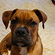Aslan participe au concours pour gagner de l'argent avec cette photo : dog, brown_dog, pet, indoor, bed, blanket, fur, animal, canine, laying_down, looking_at_camera, ears, snout, close_up, portrait, domestic_animal, young_dog, comfortable, resting, cute