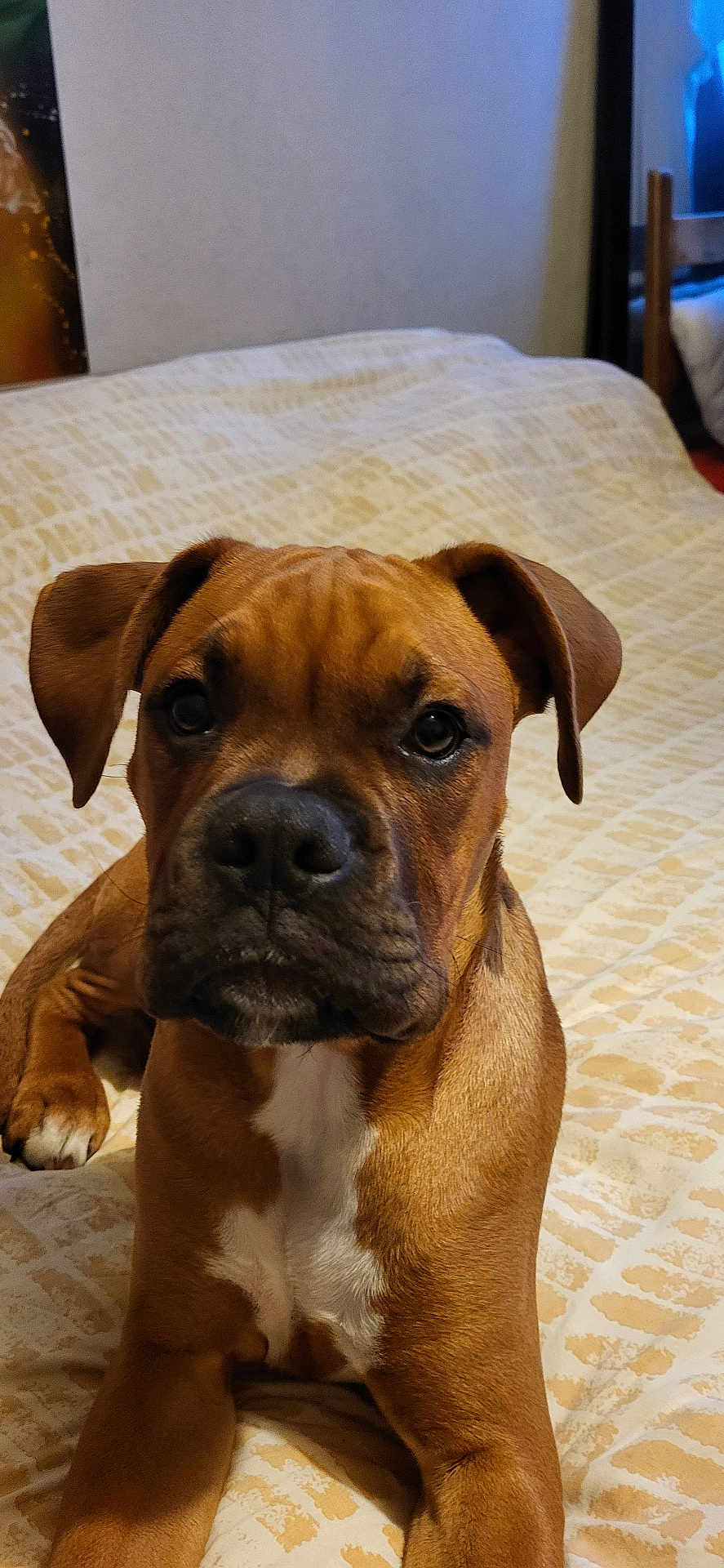 Aslan participe au concours pour gagner de l'argent avec cette photo : dog, brown_dog, pet, indoor, bed, blanket, fur, animal, canine, laying_down, looking_at_camera, ears, snout, close_up, portrait, domestic_animal, young_dog, comfortable, resting, cute