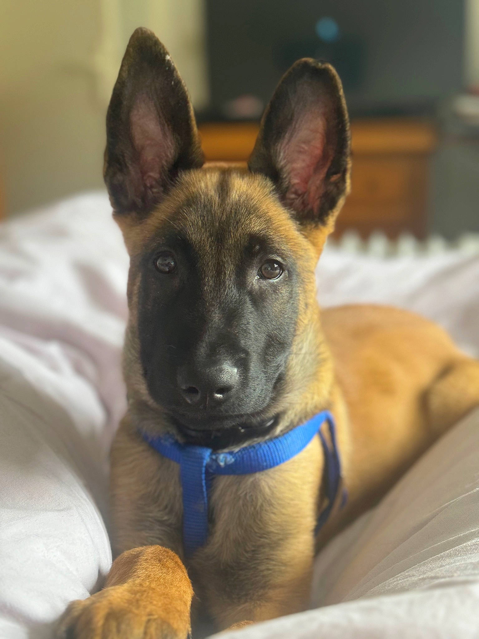 Milo a rejoint le concours — aidez-le/la à gagner de superbes lots ! canidae, carnivore, comfort, companion_dog, dog, dog_breed, ear, fawn, fur, non_sporting_group, snout, sporting_group, terrestrial_animal, whiskers, working_animal, working_dog