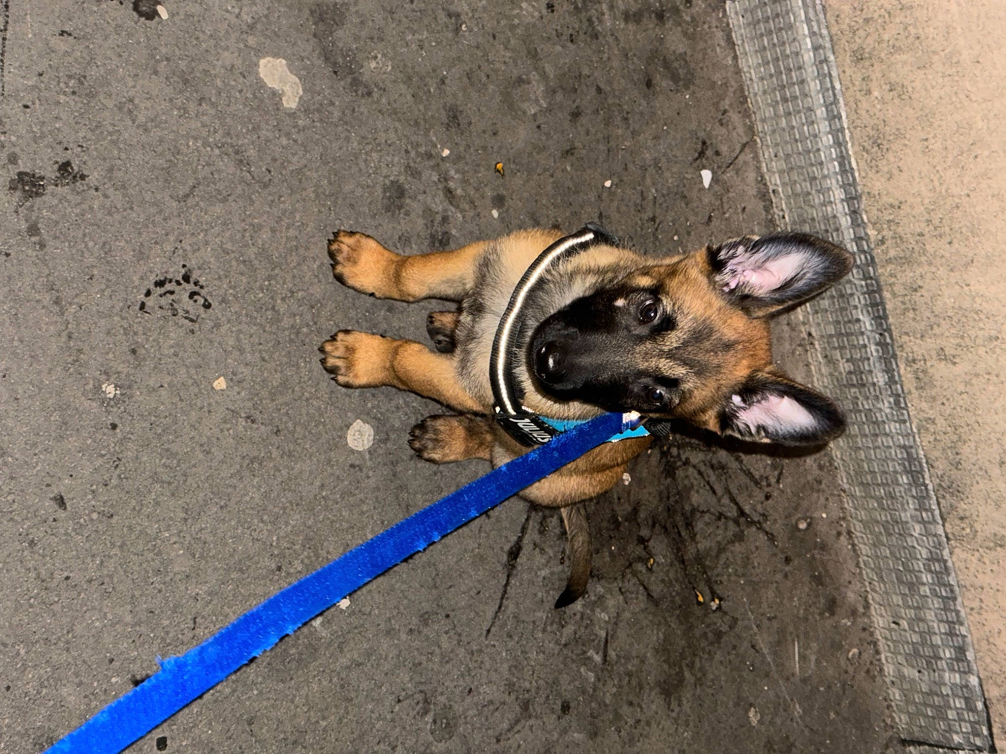 Milo a rejoint le concours — aidez-le/la à gagner de superbes lots ! asphalt, carnivore, collar, companion_dog, dog, dog_breed, dog_collar, dog_supply, electric_blue, fashion_accessory, fawn, leash, pet_supply, road_surface, sidewalk, snout, soil, sporting_group, toy_dog, working_animal