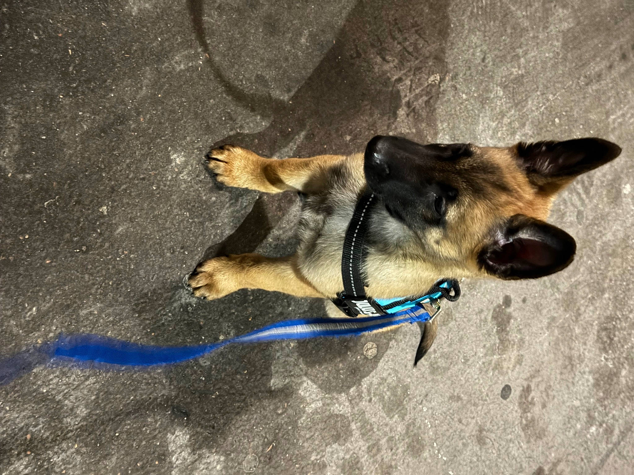 Milo a rejoint le concours — aidez-le/la à gagner de superbes lots ! asphalt, canidae, carnivore, collar, companion_dog, dog, dog_breed, dog_collar, dog_supply, electric_blue, fashion_accessory, fawn, leash, old_german_shepherd_dog, pack_animal, pet_supply, snout, sporting_group, tail, working_animal