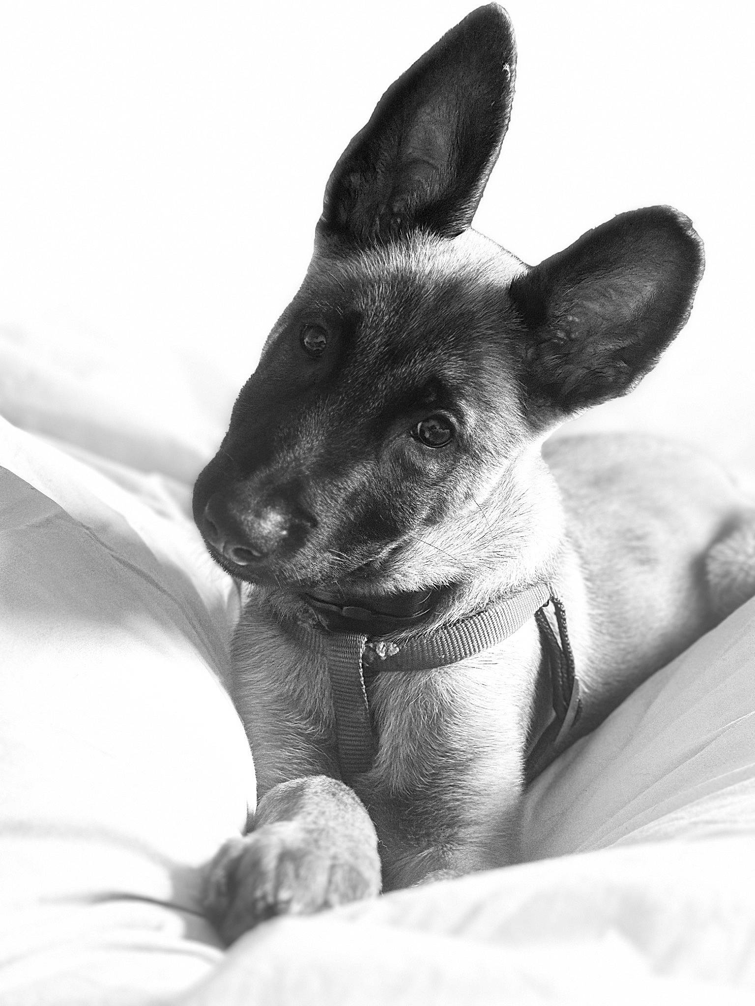 Milo participe au concours pour gagner de l'argent avec cette photo : black_and_white, canidae, comfort, dog_breed, ear, eye, fawn, foot, fur, gesture, human_leg, livestock, monochrome, monochrome_photography, paw, style, terrestrial_animal, whiskers, wildlife, working_animal
