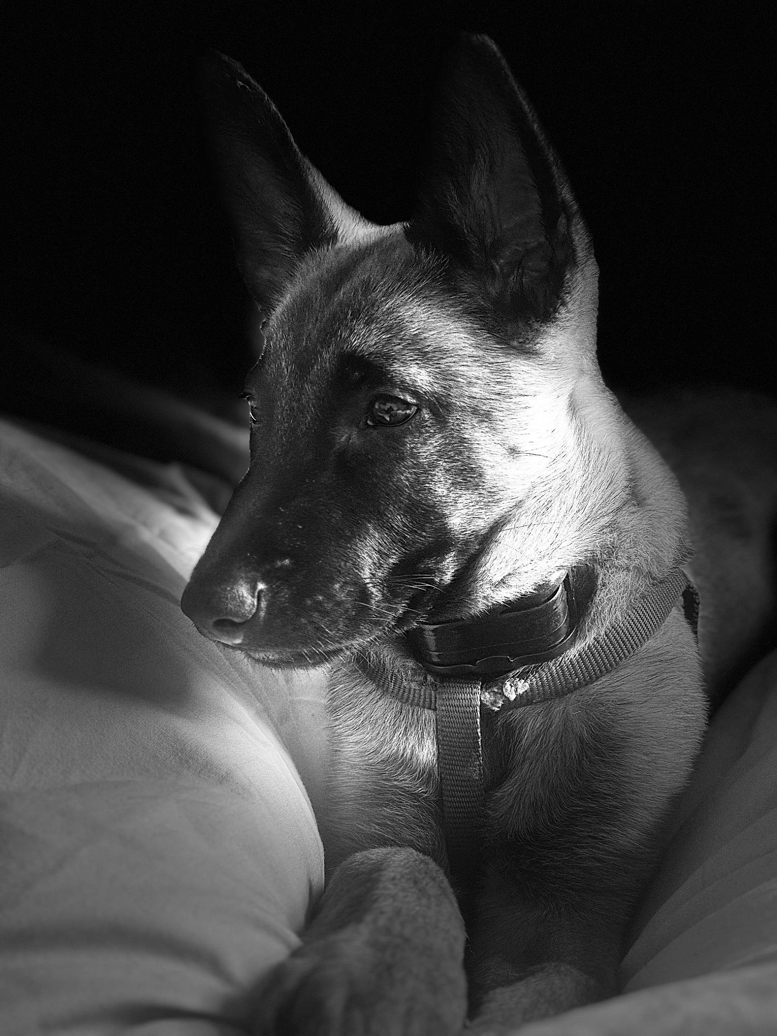 Milo participe au concours pour gagner de l'argent avec cette photo : canidae, carnivore, companion_dog, darkness, dog, dog_breed, fawn, felidae, flash_photography, fur, grey, guard_dog, human_leg, monochrome, monochrome_photography, paw, sporting_group, still_life_photography, style, whiskers