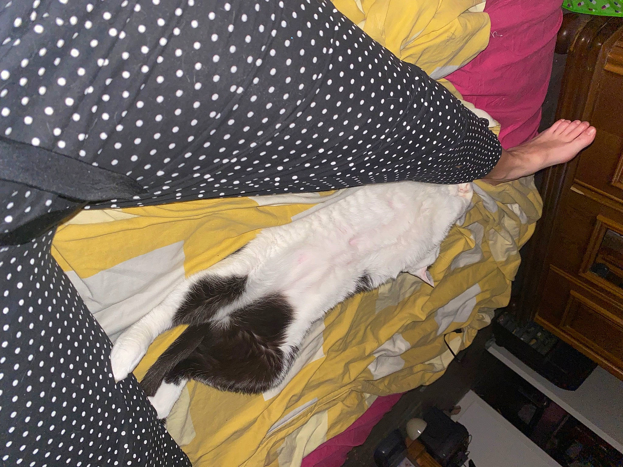 Mimine participe au concours pour gagner de l'argent avec cette photo : black, cabinetry, chair, comfort, eagle, event, fashion_accessory, feather, fur, glove, linens, pattern, room, sleeve, tail, visual_arts, wing