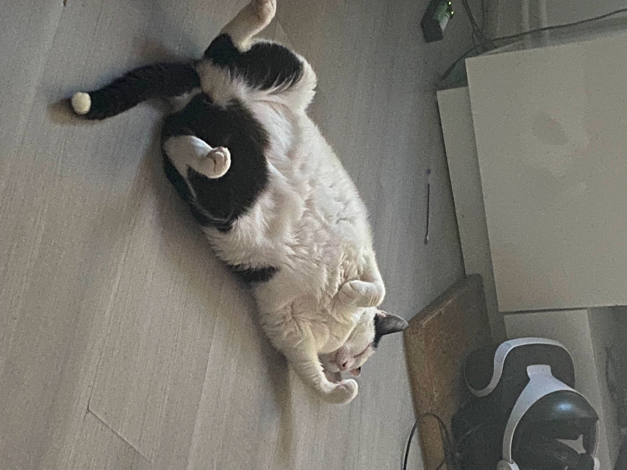 Mimine participe au concours pour gagner de l'argent avec cette photo : art, audio_equipment, door, fawn, felidae, flooring, fur, grey, monochrome, monochrome_photography, paw, room, small_to_medium_sized_cats, snout, stuffed_toy, tail, toy, whiskers, wing, wood